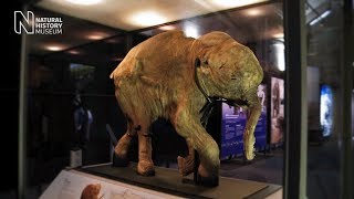 Mammoths Ice Age Giants  the preview  Natural History Museum [upl. by Arretahs]