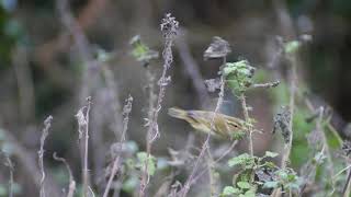 Yellowbrowed Warbler near RSPBBGM hide Bowling Green Road Topsham 1412019 [upl. by Navi340]