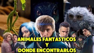 Animales fantásticos y donde encontrarlos RESUMEN DE PELICULA [upl. by Lathe]