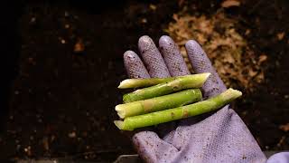 Worm Wednesday Feeding Natural Bedding Bin 4242024 gardeningwithbarchuckin vermicomposting [upl. by Natek]