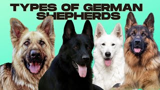 German Shepherd Types  5 Types of German Shepherds [upl. by Namzaj]