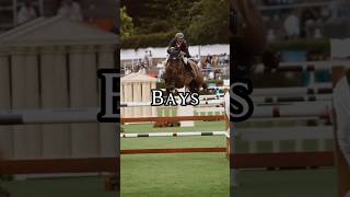 Greys or Bays🤩 equestrian edit horse trending fypシ viral showjumping equines greysorbays [upl. by Daiz]