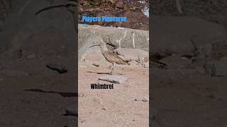 playero birds whimbrel beach [upl. by Ffirahs]