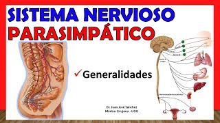 🥇 SISTEMA NERVIOSO PARASIMPÁTICO  Generalidades ¡Explicación Sencilla [upl. by Joyann]