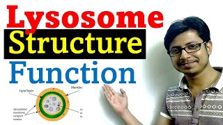 Lysosome structure and function [upl. by Bertrando233]