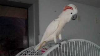 Moluccan Cockatoo scream [upl. by Eirallih]