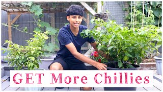 How To Increase The Growth Of Chilli Plants  Grow More Chillies [upl. by Eidak]