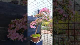 Large Azalea bonsai in full bloom 🌸🌸🌸 shorts bonsai foryou [upl. by Sethrida]