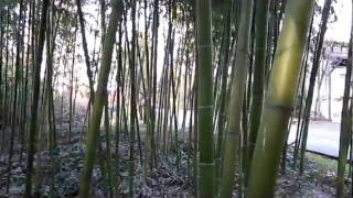 PHYLLOSTACHYS BAMBUSOIDES MADAKE GIANT TIMBER BAMBOO [upl. by Attenev]