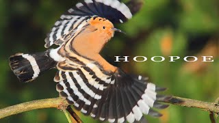 Bird sounds  Eurasian Hoopoe call [upl. by Yanahc140]