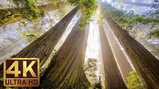 The Tallest Trees on Earth  4K Nature Documentary Film  Redwood National and State Parks [upl. by Ydner872]