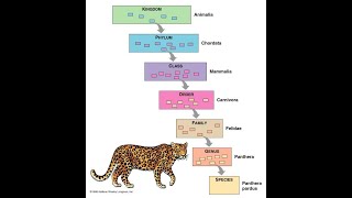 TAXONOMIC CHARACTERS CLASS 1 PG [upl. by Tansey]