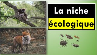 La niche écologique [upl. by Notnirt]