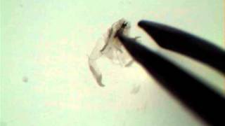 Drosophila Salivary Gland Dissection [upl. by Janenna892]