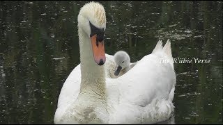 Swans with Cygnets Cygnet Riding on Mothers Back [upl. by Aisetal]