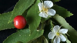 Growing Jamaican cherryIndian cherryStrawberry treeMuntingia Calabura tree n its health benefits [upl. by Baugh]