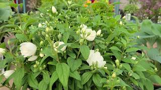 Philadelphus Snowbelle Mockorange  BEAUTIFUL Hardy Easy⭐ to Grow white flowering shrub [upl. by Aivatra53]