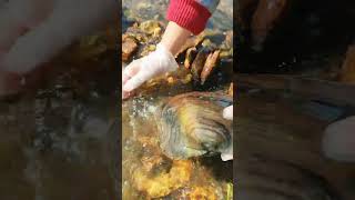 seafood hunting pearls picking pearls fishing food satisfying relax fish outdoors [upl. by Ydnyl263]