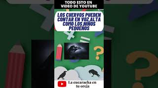 🐈GATO CON DOCTORADO🐧CUERVOS PUEDEN CONTAR NÚMEROS🐟PEZ DEL FIN DE MUNDanimales noticiasdeanimales [upl. by Rianna]