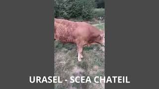 LOT 23 URASEL SCEA CHATEIL [upl. by Treacy]