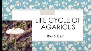 Life Cycle of Agaricus  Mushroom [upl. by Arlinda]