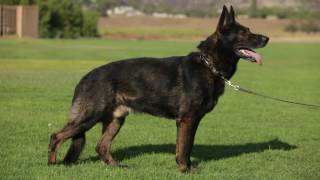 ALL ABOUT THE WORKING GERMAN SHEPHERD DOG [upl. by Bowlds271]