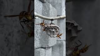 PAPER WASP NEST Polistes Major shorts [upl. by Medor]