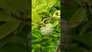 Top 5 health benefits of Custurd Apple Cherimoya  Cherimoya shorts shortsvideos healthbenefits [upl. by Zed847]