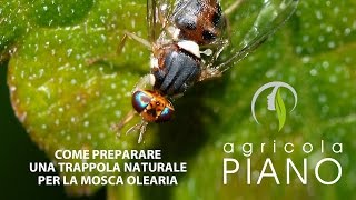 Come fare una trappola naturale per la mosca olearia  Raffaele Piano [upl. by Ordep984]