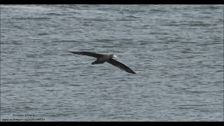 Southern Giant Petrel flying over the sea Macronectes giganteus by Antonio Silveira [upl. by Kraft]