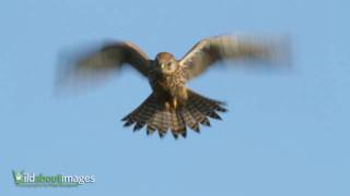 Kestrel [upl. by Gerrald]