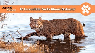 10 Incredible Facts About Bobcats [upl. by Alihs]