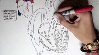 Cardiology  Heart Physiology I Cardiac Myocyte and Membrane Potential [upl. by Meekah]