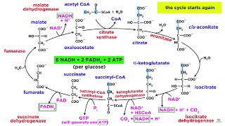 Cellular Respiration Part 2 The Citric Acid Cycle [upl. by Ahsinyar207]