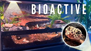 🌿BIOACTIVE VIVARIUM FOR A LEOPARD GECKO  TERRAQUAMAN [upl. by Philipa]