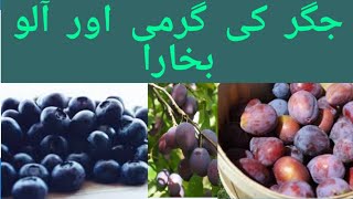 Aalu Bukhara ke Fayde  Prune juice Benefits [upl. by Leonardo]