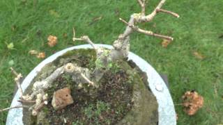 Bonsai Hydrange Paniculata cutting Information [upl. by Harifaz]