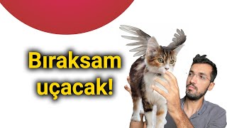 Siz hiç uçan bir kedi gördünüz mü Meta Movie Gen ai [upl. by Cosette]