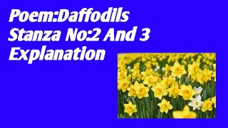 Poem DaffodilsPoem Daffodils Stanza No 2 and 3 ExplanationPoem Daffodils paraphrasing [upl. by Doley479]