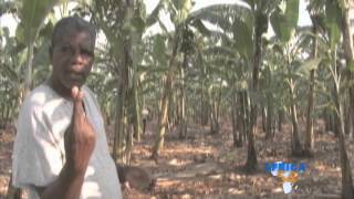 Uganda Bananas Farmers [upl. by Anad225]