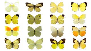 Species of Butterflies Part 1 Coliadinae Subfamily Butterflies  Sulfur Butterflies Part 1 [upl. by Oelc]