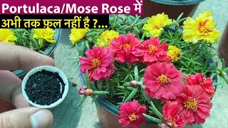 Portulaca में फ़ूल नही आये तो करो ये 3 काम  Moss Rose Summer Care Tips And Fertiliser [upl. by Ylecic668]