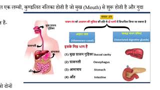 आहारनल  Alimentary canalalimentarycanal [upl. by Eelsew924]