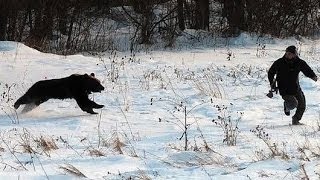 9 Real Bear Attacks on Human Caught on camera [upl. by Lewse181]