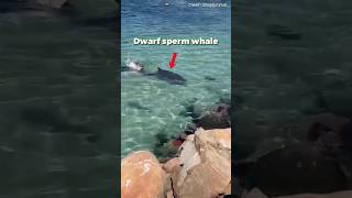 Sperm Whale VS Sea Lion 😨 [upl. by Lenoil]