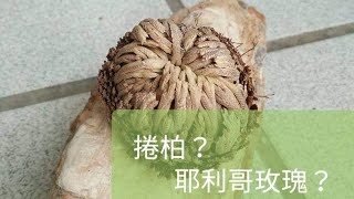 還魂草 復活捲柏 耶利哥玫瑰是什麼東西？ 阿北今天來解惑 [upl. by Rebmac]