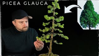 Trident Maple Root Over Rock  Spring Update 2024  Bonsai Technique  Baikoen Bonsai Club [upl. by Ettelloc]