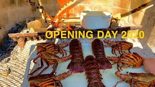 Catch and Cook Mission Bay Lobster Opening Day 2020 [upl. by Applegate]