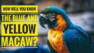 Blue and yellow Macaw  Descriptions Characteristics and Facts [upl. by Cohe]