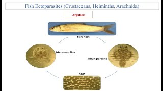 Fish Ectoparasites Argulosis [upl. by Toland]